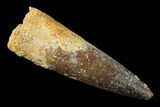 Spinosaurus Tooth - Real Dinosaur Tooth #136240-1